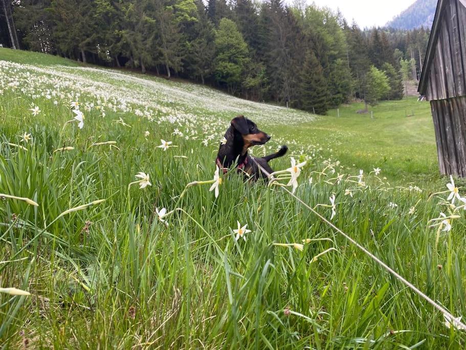 Alpenurlaub II Wohnung Mit Traumausblick Bad Mitterndorf Ngoại thất bức ảnh